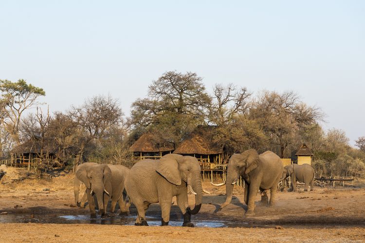 Savuti Camp - Elefanten vor dem Camp
