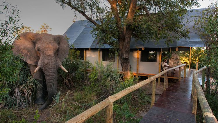 Chitabe Lediba - Elefant an der Lodge