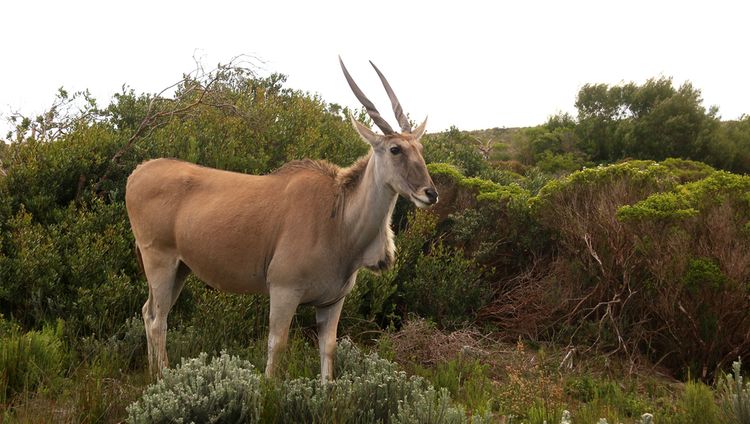 Morukuru Beach Lodge - Elan Antilope vor der 