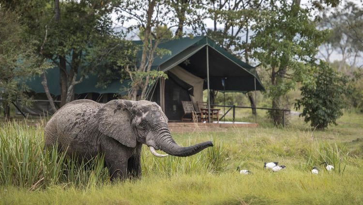 Little Governors' Camp - Elefant vor dem Zelt