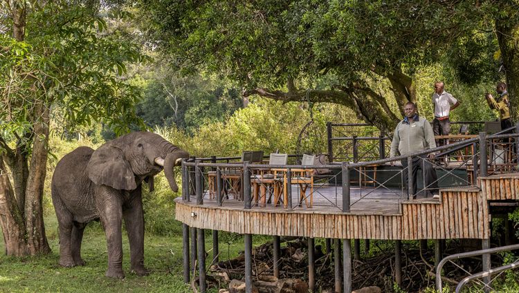 Governors' Camp - Elefant besucht das Camp