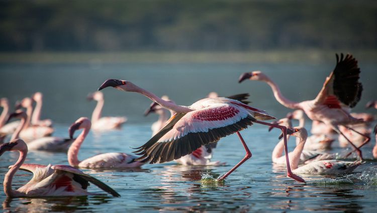 Governors' Loldia House - Die Flamingos im La