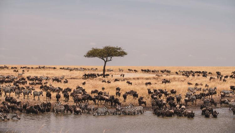 Ishara Mara - Tiere am Wasserloch