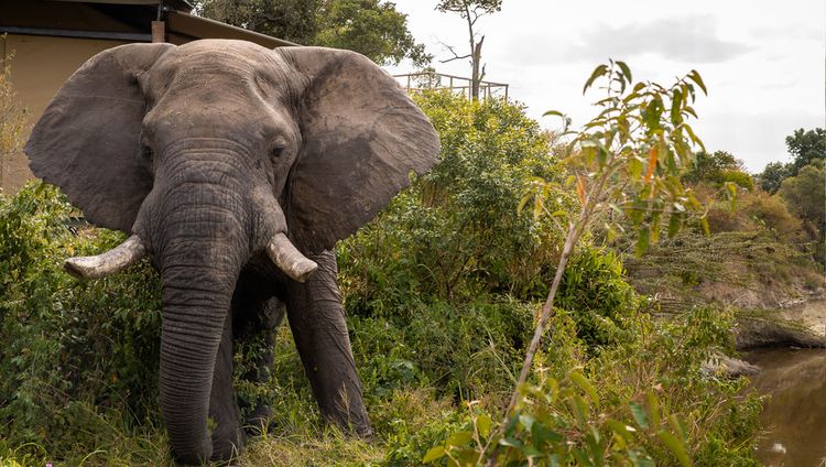 Ishara Mara - Elefant im Camp