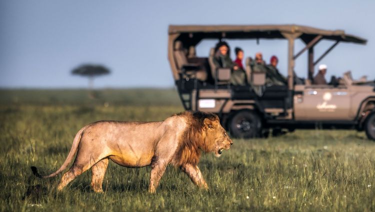 Ishara Mara - Pirschfahrt mit Löwe