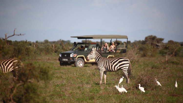 Tortilis - Zebras bei der Pirschfahrt