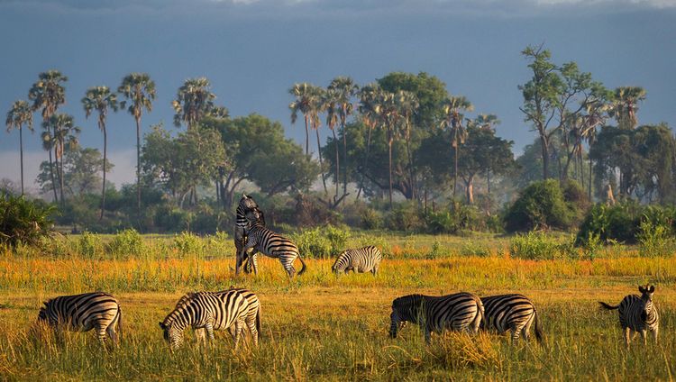 Mombo Camp - Zebras im Delta