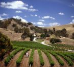 Winelands-Tour