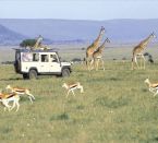 Southern Ciruit Safari