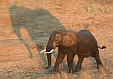 Elefant