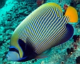 Fisch
