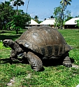 Schildkr&ouml;te