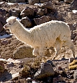 Lama