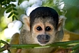 Affe