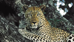 Afrika Leopard