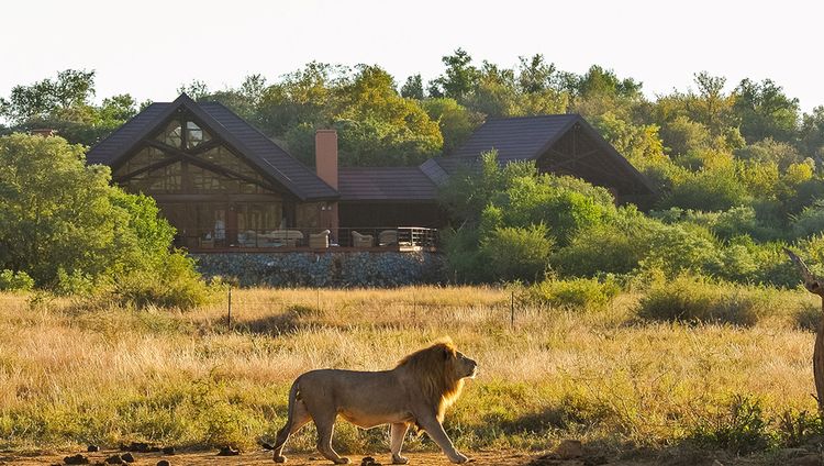 Mateya Safari Lodge - Löwe vor der Lodge