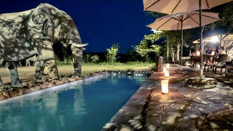 Ongava Tented Camp - Ein Elefant am Pool