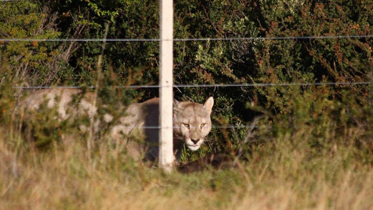 Awasi Patagonia - Wildlife