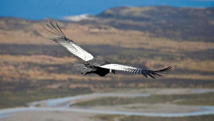 Awasi Patagonia - Wildlife