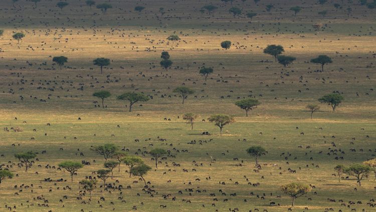Singita Sasakwa - Serengeti