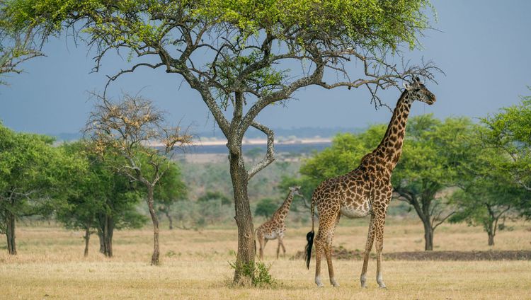 Singita Sabora Tented Camp - Giraffen