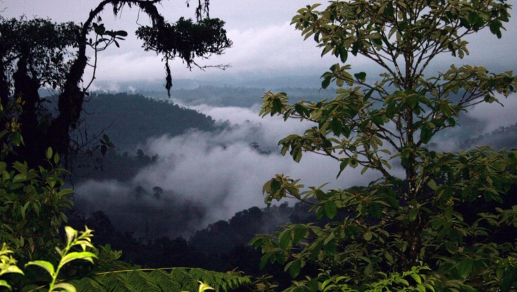 Mashpi Lodge - Jungle