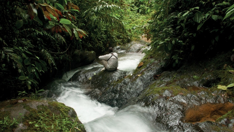 Mashpi Lodge - Jungle