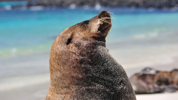 Pikaia Lodge - Seal