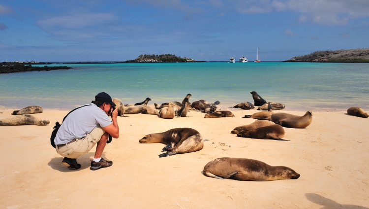 Pikaia Lodge - Beach with seals