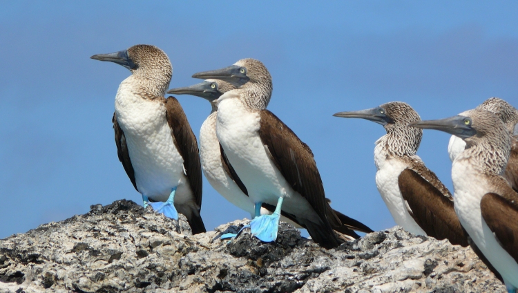 Pikaia Lodge - Birds