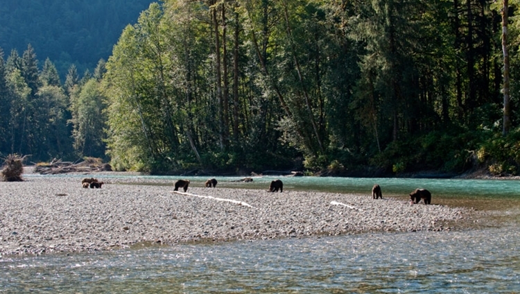 Sonora Resort - Bears