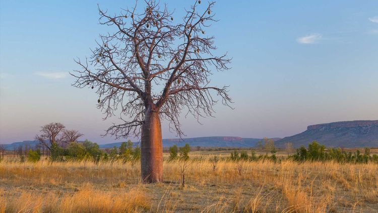 El Questro Homestead - Baobab