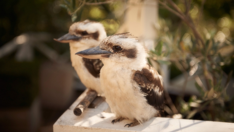 Lake House - Kookaburras