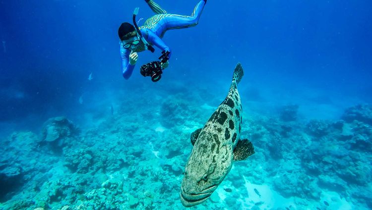 Lizard Island - Taucherlebnis