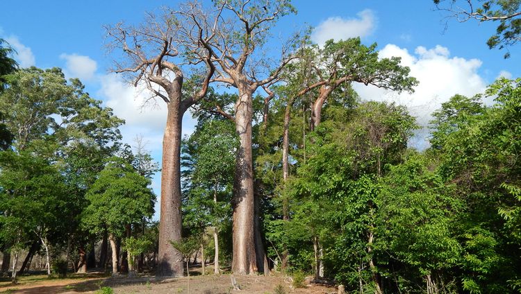 Anjajavy Le Lodge - Baobabs  