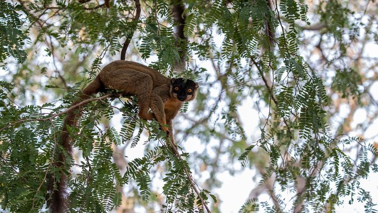 Anjajavy Le Lodge - Brauner Lemur