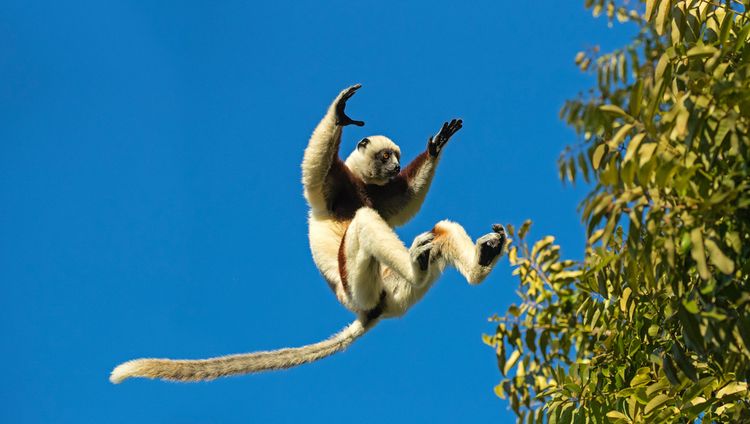 Anjajavy Le Lodge - Sifaka