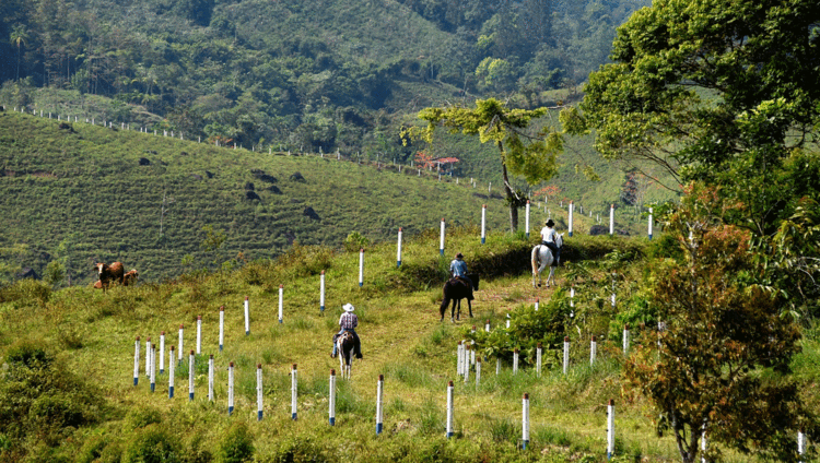 Hacienda AltaGracia - Horse riding