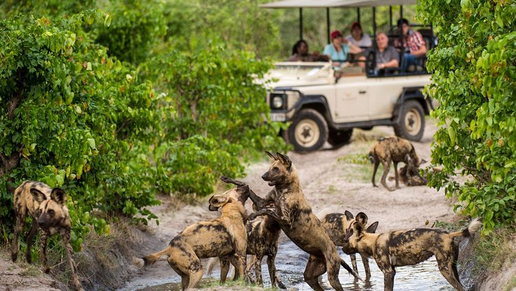 DumaTau -  Pirschfahrt mit Wildhunden