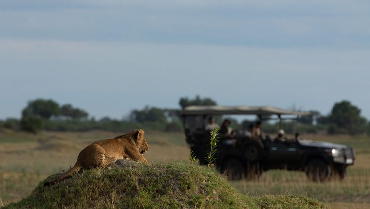 Duba Plains Camp - Auf Pirschfahrt