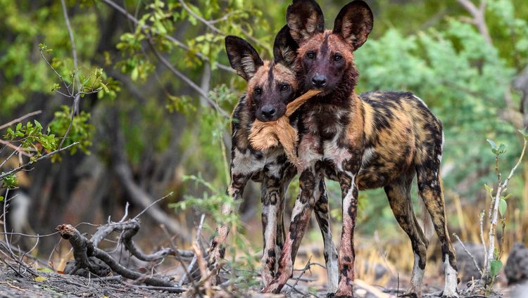 Little Mombo - Wildhunde