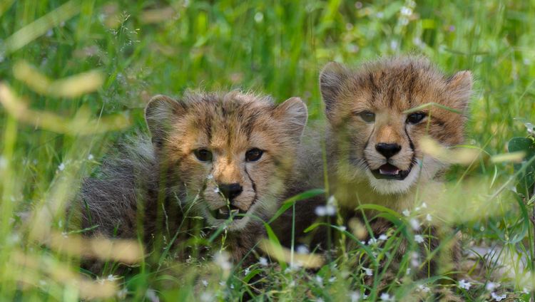 Chitabe Camp -  Gepardenbabies