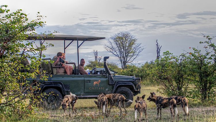 Chitabe Lediba - Pirschfahrt mit Wildhunden