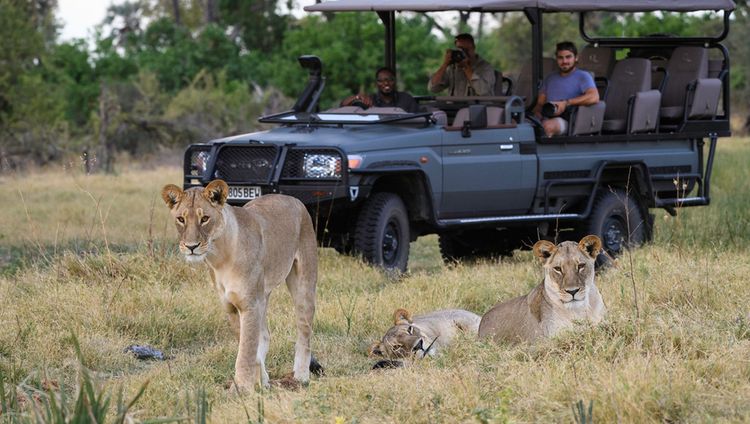 Qorokwe Camp - Pirschfahrt mit Löwen