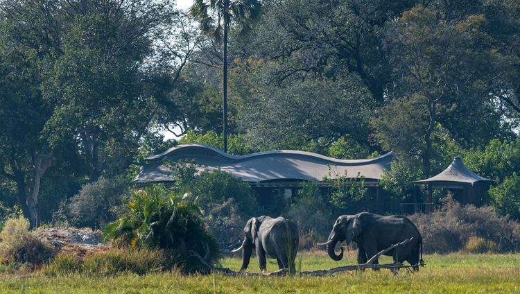 Xigera Safari Lodge -  Elefanten vor dem Camp Xigera Safari Lodge - Elefanten vor dem Camp