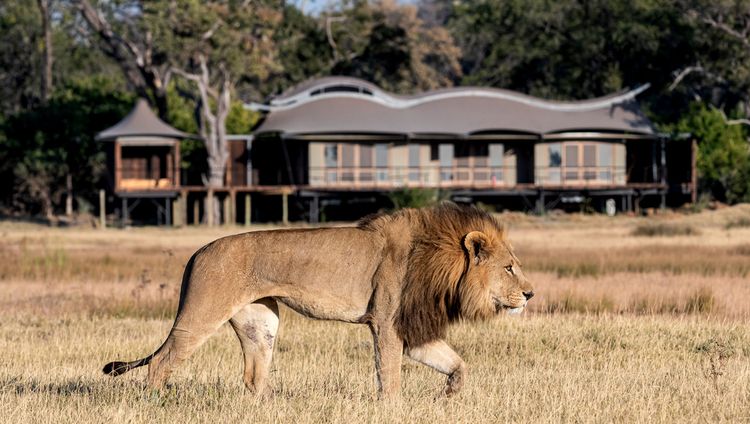 Xigera Safari Lodge - Löwe vor dem Camp Xigera Safari Lodge - Löwe2