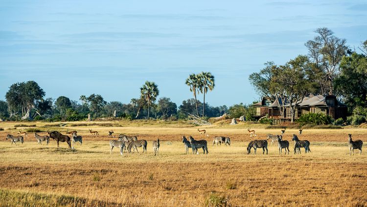 Xigera Safari Lodge - Tiere vor der Lodge Xigera Safari Lodge - Tiere vor der Lodge