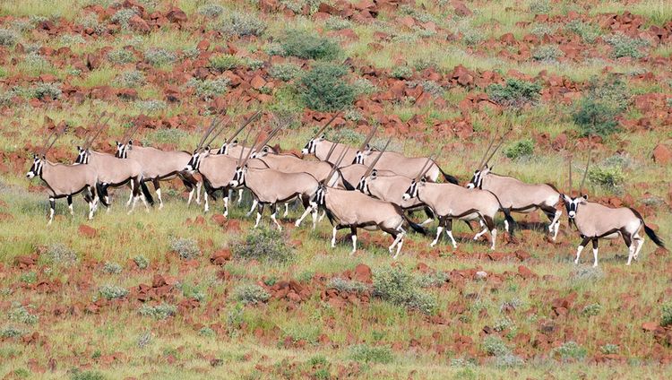 Hoanib Skeleton Coast Camp - Oryx