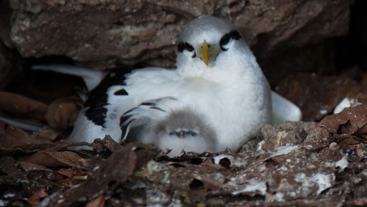 Brühtender Vogel