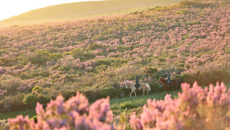 Grootbos Nature Reserve- Reitausflug